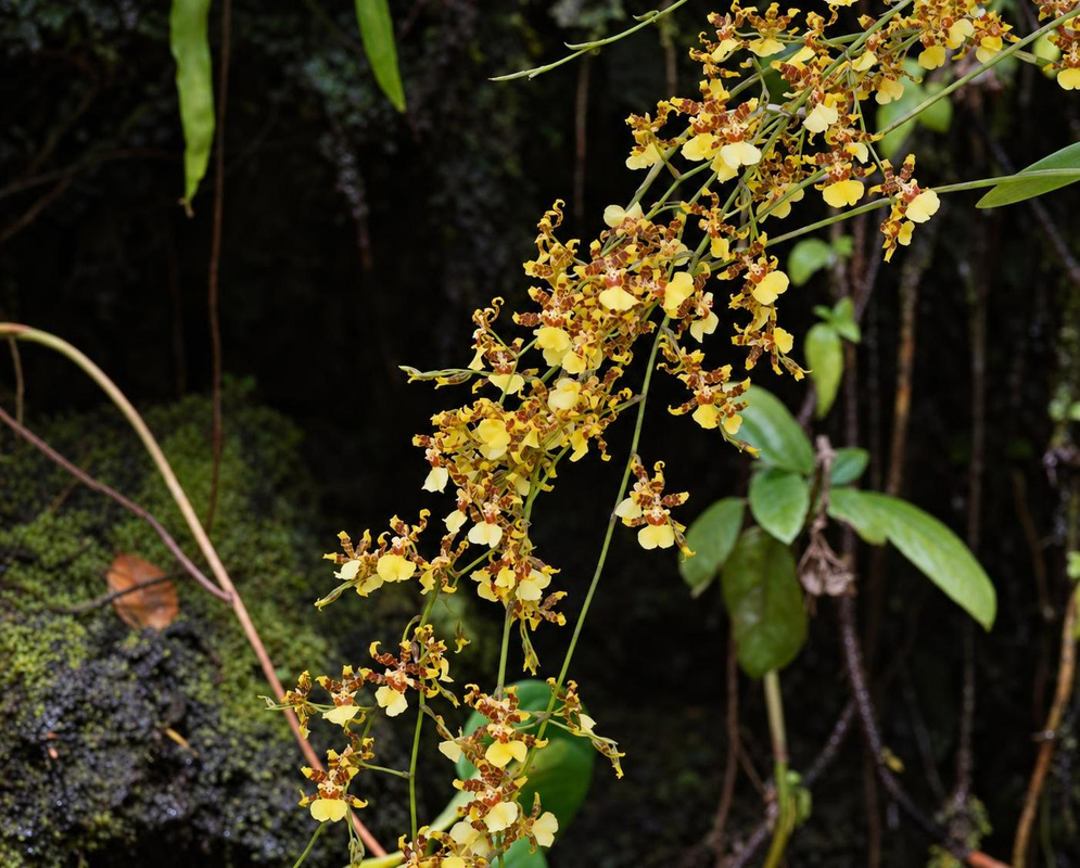 Oncidium sphacelatum has a long yellow brown orchid spray