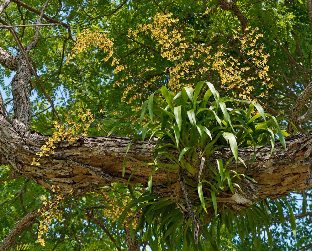 Oncidium splendidum has yellow orchid sprays on tree branch