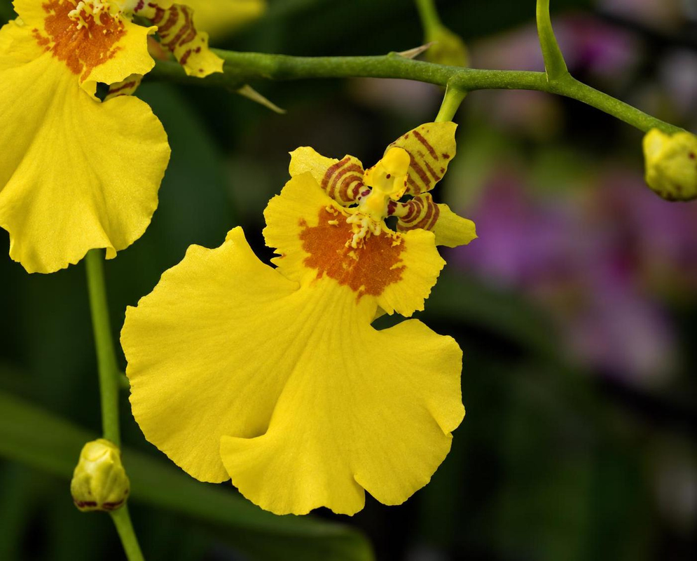 Oncidium Sweet Sugar has a yellow orchid with orange brown center