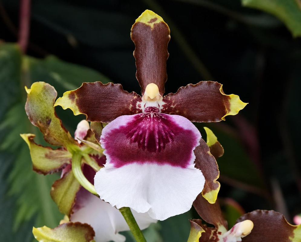 Oncidium Witches Jewel 'Ivory Lips' has a brown orchid with burgundy white lip
