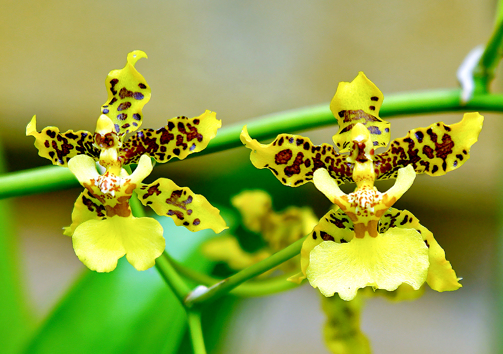Two yellow Oncidium flowers with brown marking