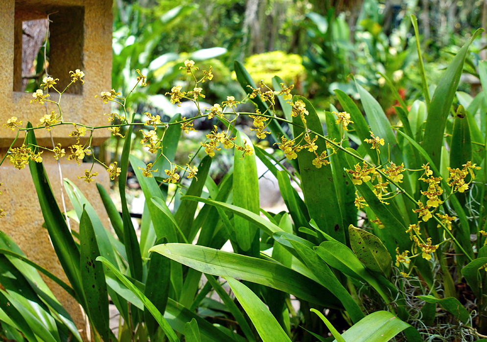Oncidium inflorescence with yellow flowers