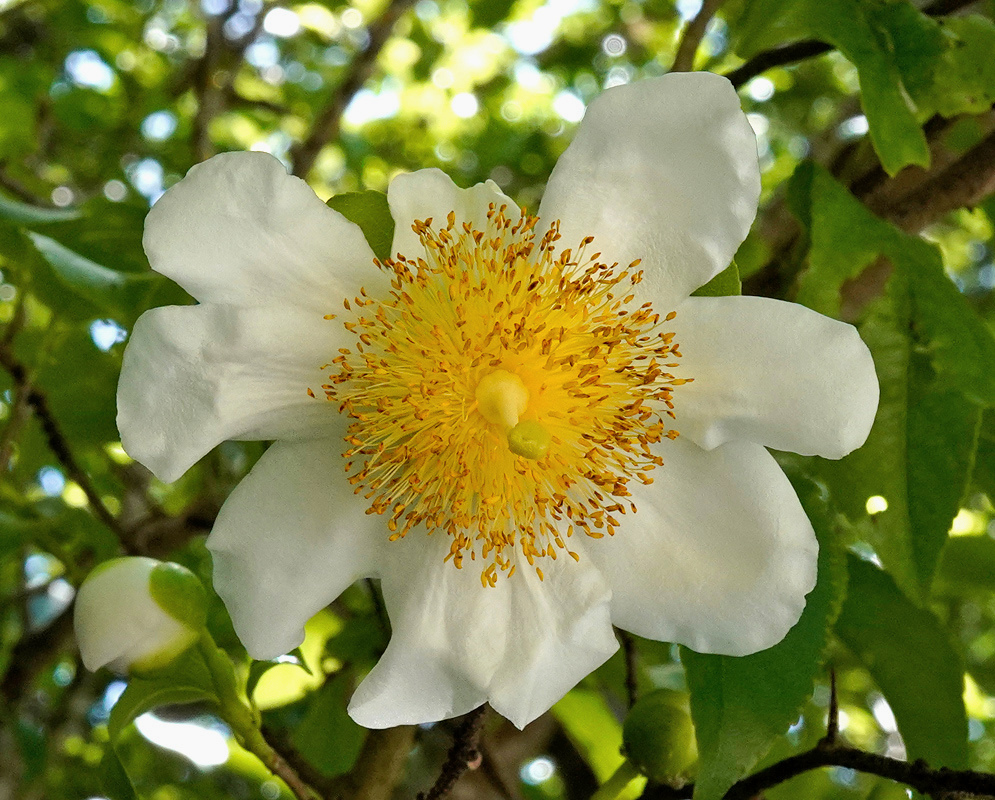 Broad white Oncoba spinosa petals surround a dense golden-yellow mass of stamens