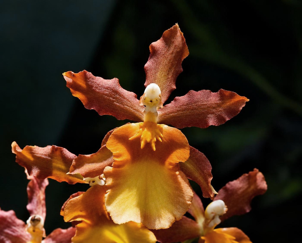 Oncostele Catatante 'Orange Kiss' Flower Details Oncostele Catatante 'Orange Kiss' has an orange brown orchid with yellow lip