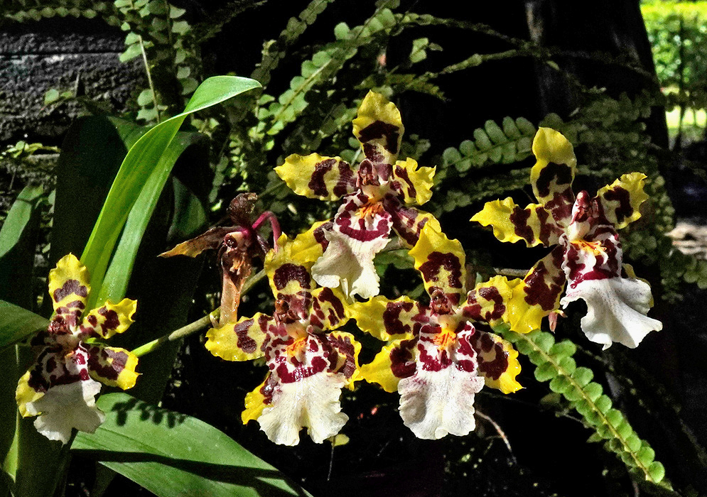 Yellow Oncostele Wildcat Green Valley flowers with dark reddish-brown patches and pale lips cluster on branching stalks