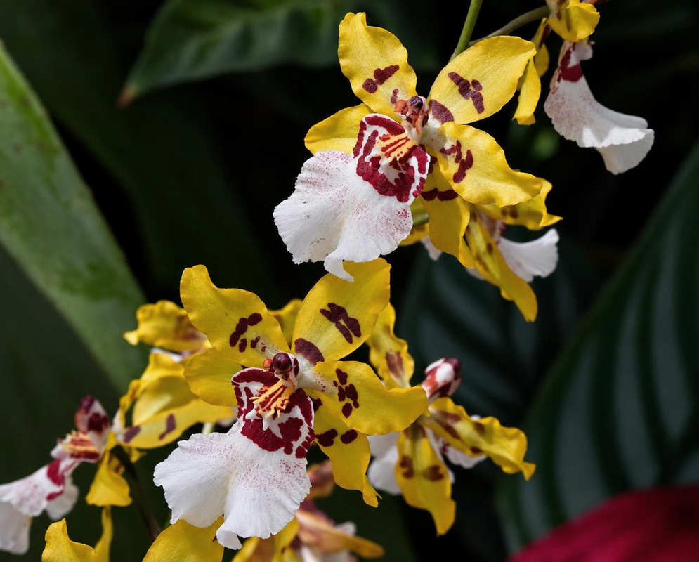 Oncostele Wildcat 'Yellow King' has a yellow burgundy orchid spray against green leaves
