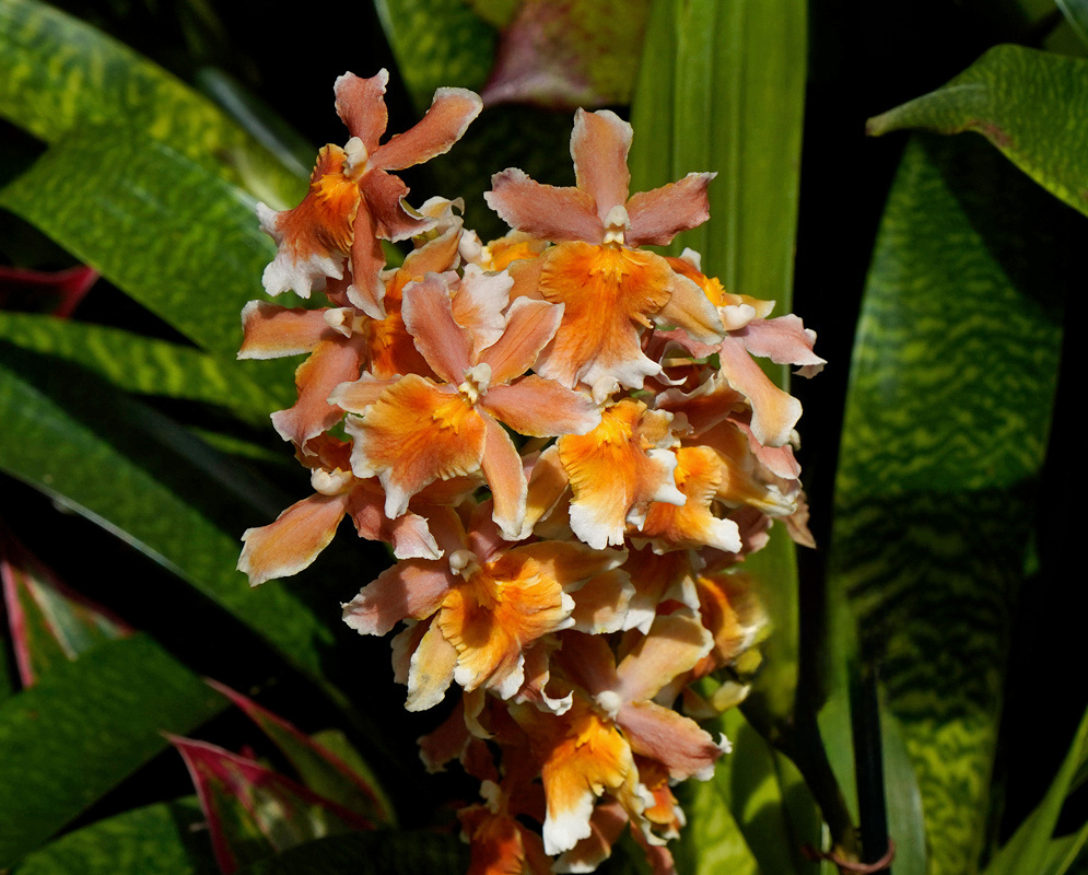 Orange and peach Oncostelopsis Leopoldo flowers with cream areas and bright yellow-orange centres form a loose cluster