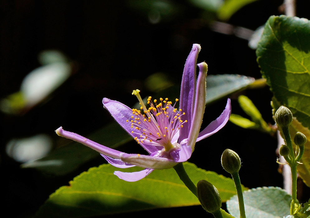A single Grewia occidentalis flower with wide purple petals and prominent yellow reproductive parts