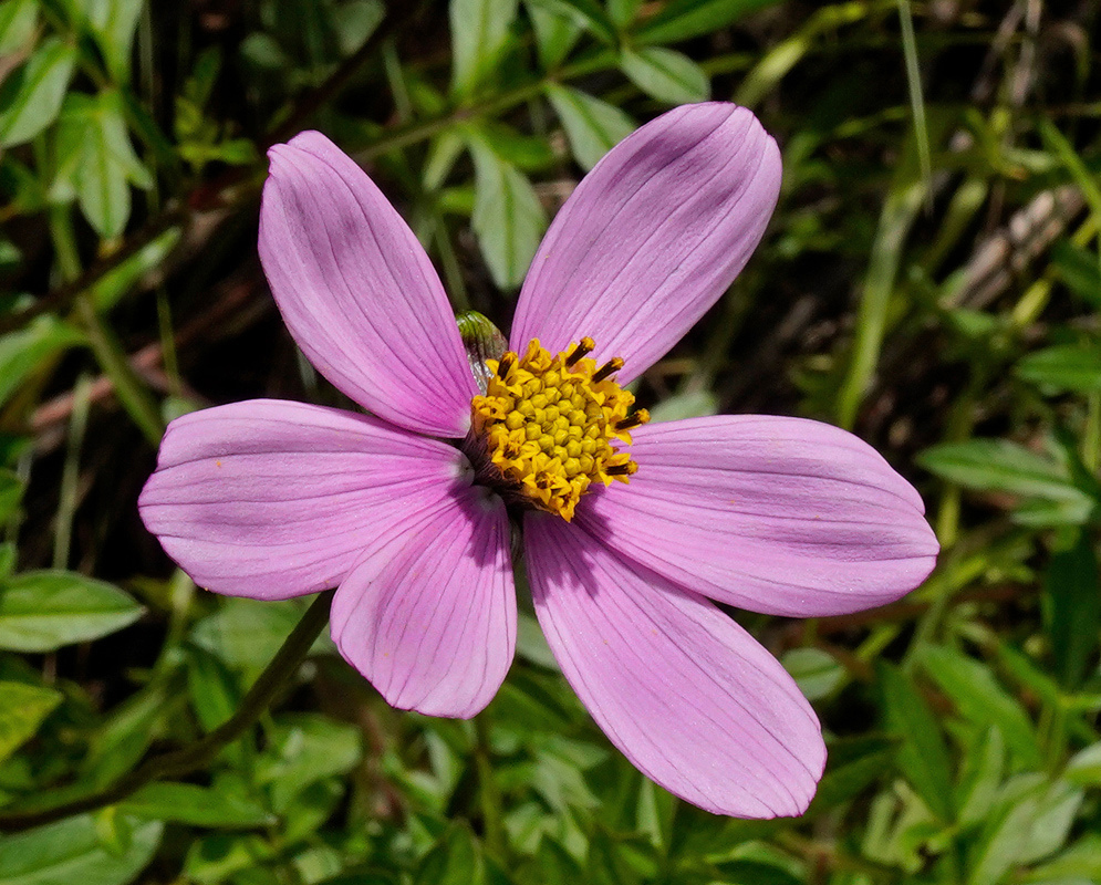 Broad pink-purple Onoseris alata rays surround a compact yellow centre on a slender stalk