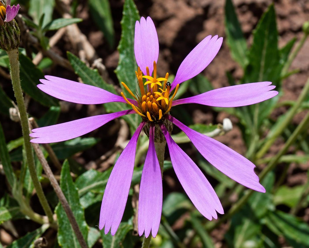 Onoseris albicans Flower Details Onoseris albicans has purple daisy with orange yellow center