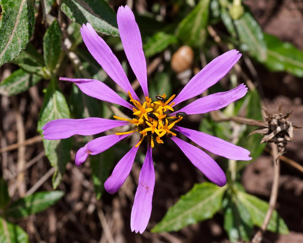Onoseris albicans Flower Details Onoseris albicans has purple daisy with yellow center