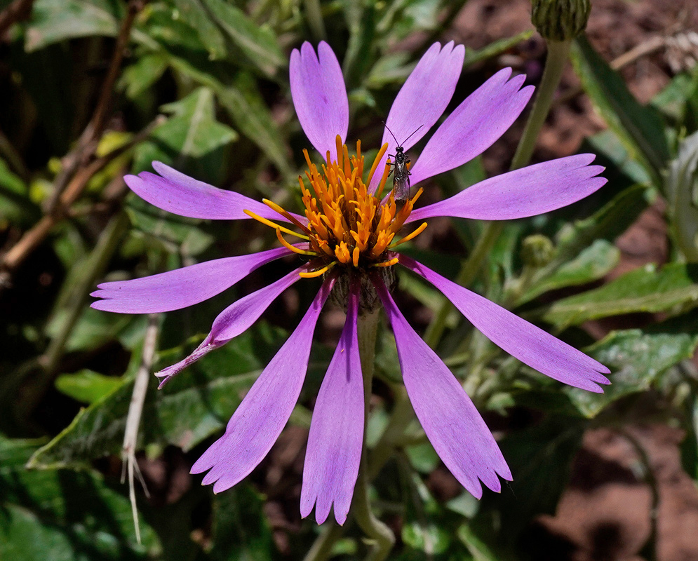 Narrow purple Onoseris albicans rays spread around an orange-gold centre of projecting florets