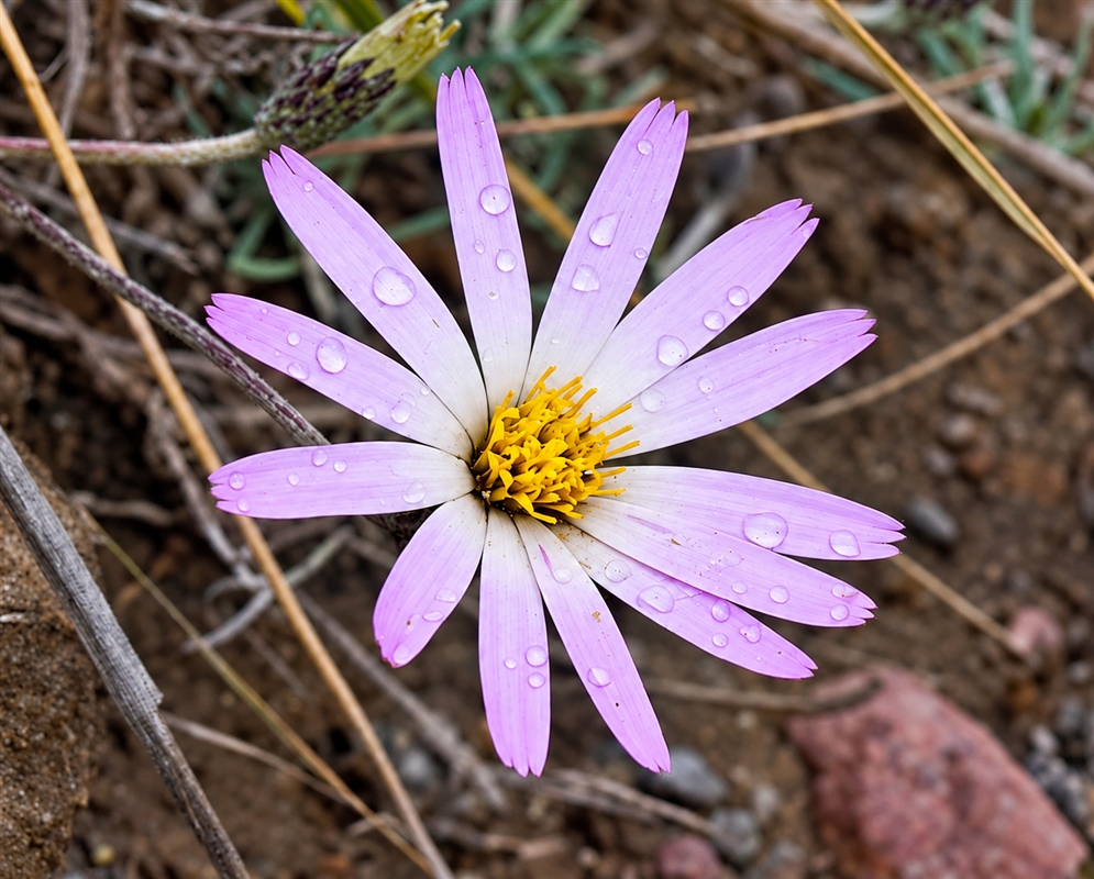Onoseris hyssopifolia Flower Details Onoseris hyssopifolia has pale purple daisy above soil