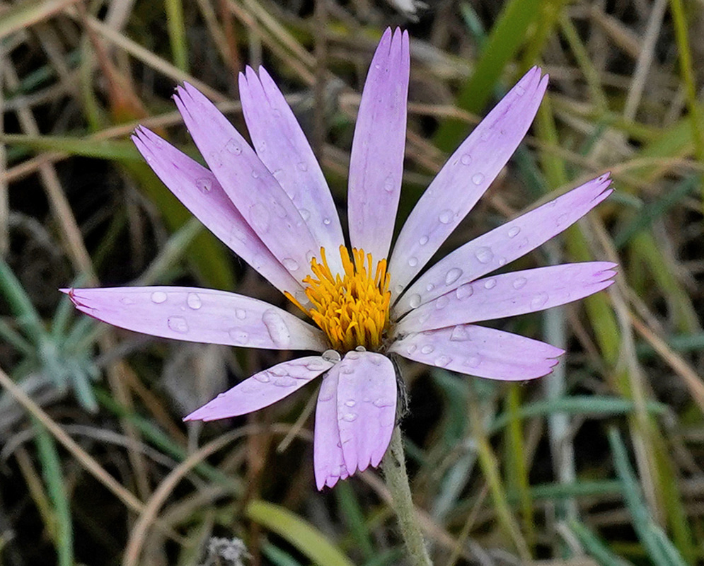Long pale lavender Onoseris hyssopifolia rays surround a small yellow-orange centre among fine foliage
