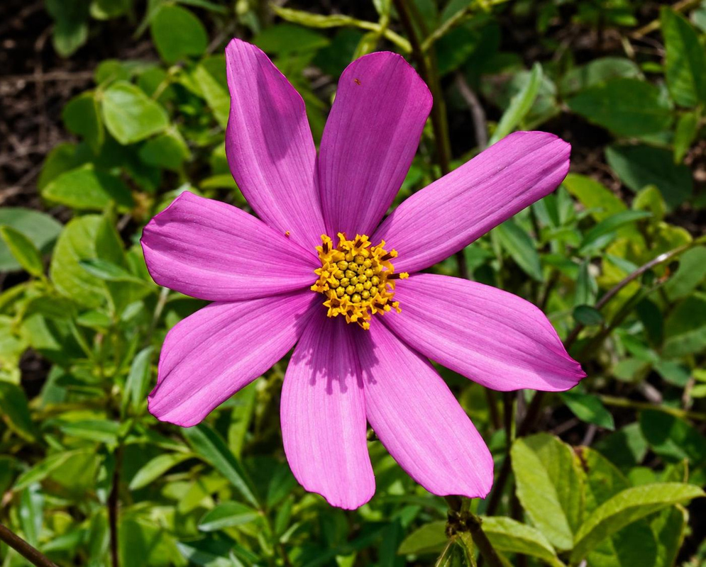 Onoseris has magenta daisy with yellow center