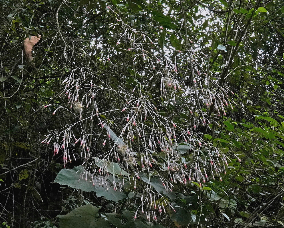 Onoseris onoseroides plant habit and foliage