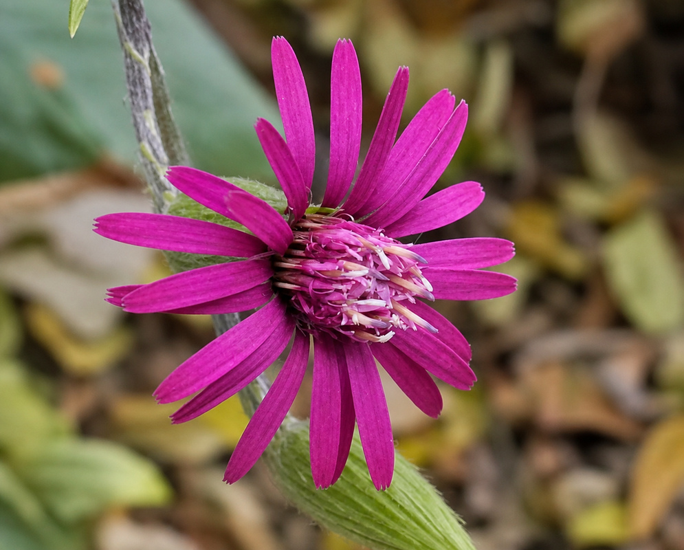 Onoseris purpurea flower