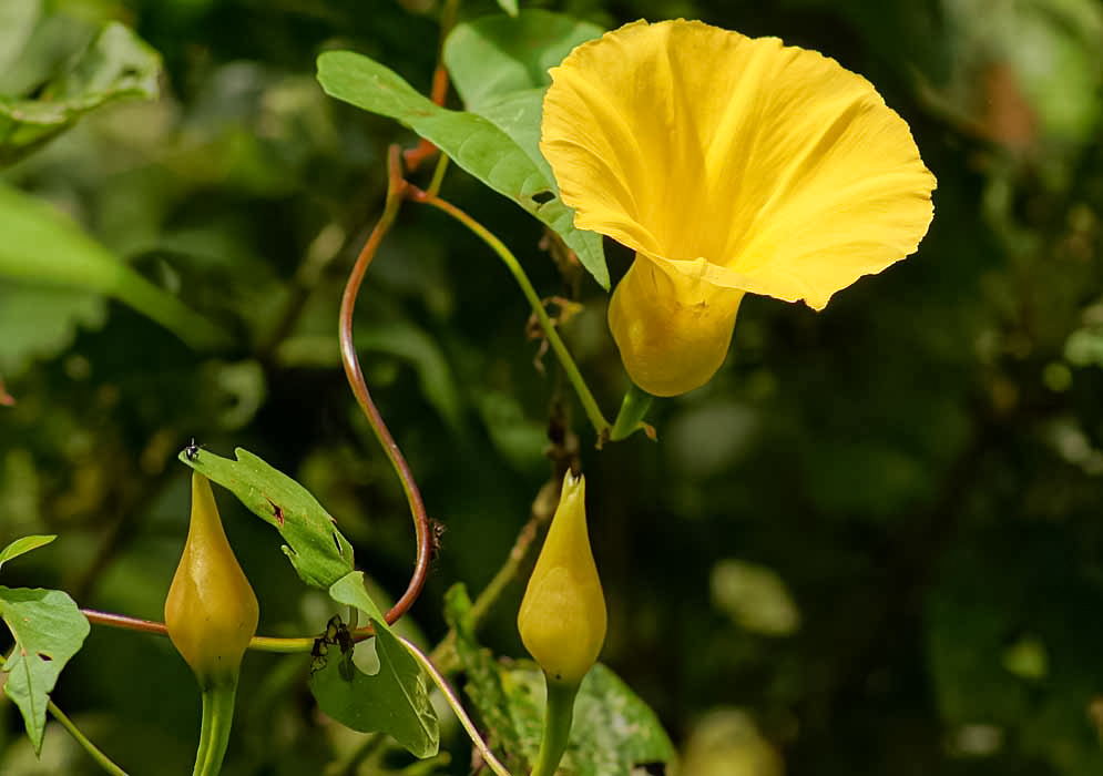 A yellow Operculin hamiltonii flower and yellow flower buds in sunlight