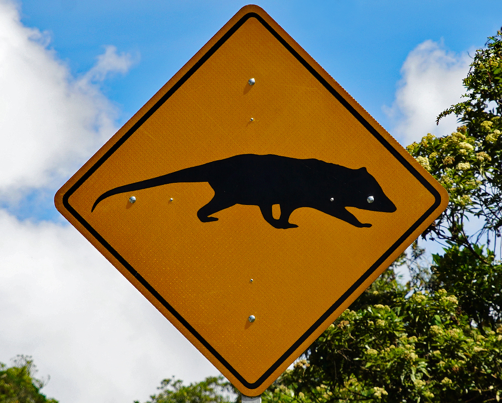 Colombian road sign of an opossum