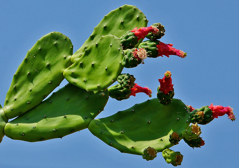 Opuntia cochenillifera cladodes and red flowers under blue sky