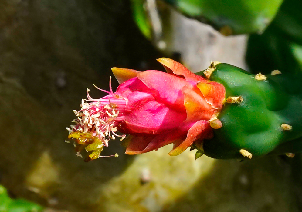 An errect Red Opuntia cochenillifera flower, and filaments with cream anthers and green stigma