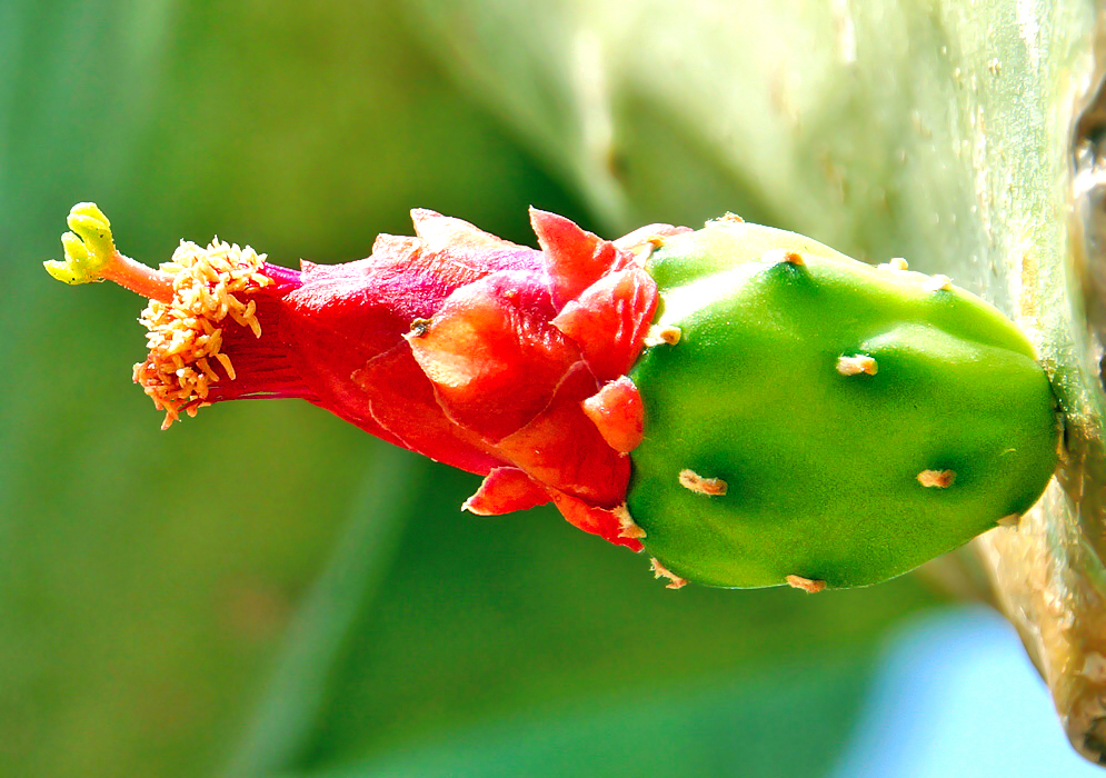 Red Opuntia cochenillifera flower, and filaments with cream anthers and green stigma in sunlight