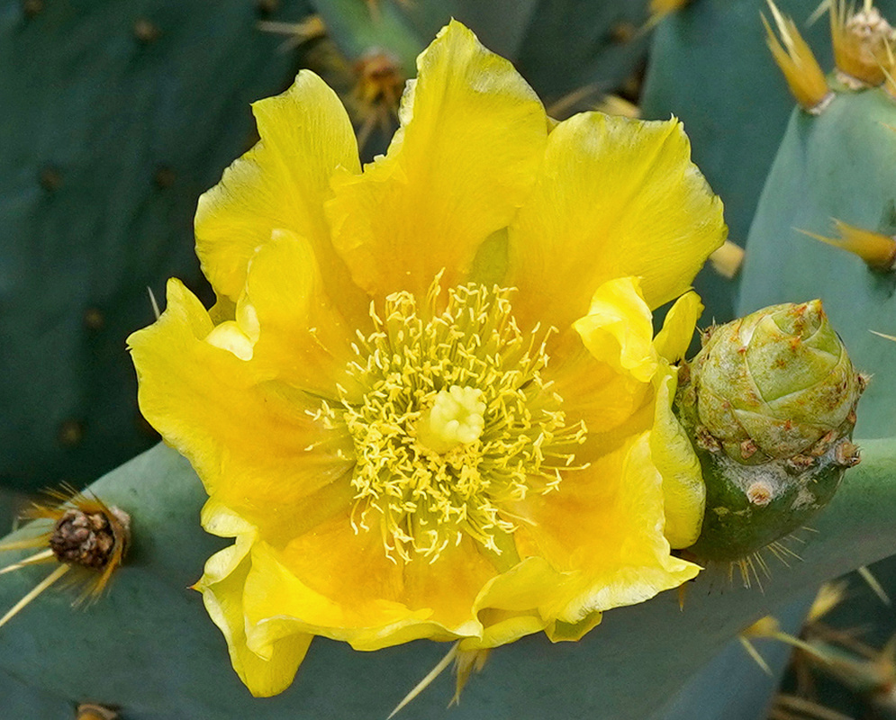A bright yellow Opuntia engelmannii flower spreads broad petals around numerous pale stamens beside spiny green pads