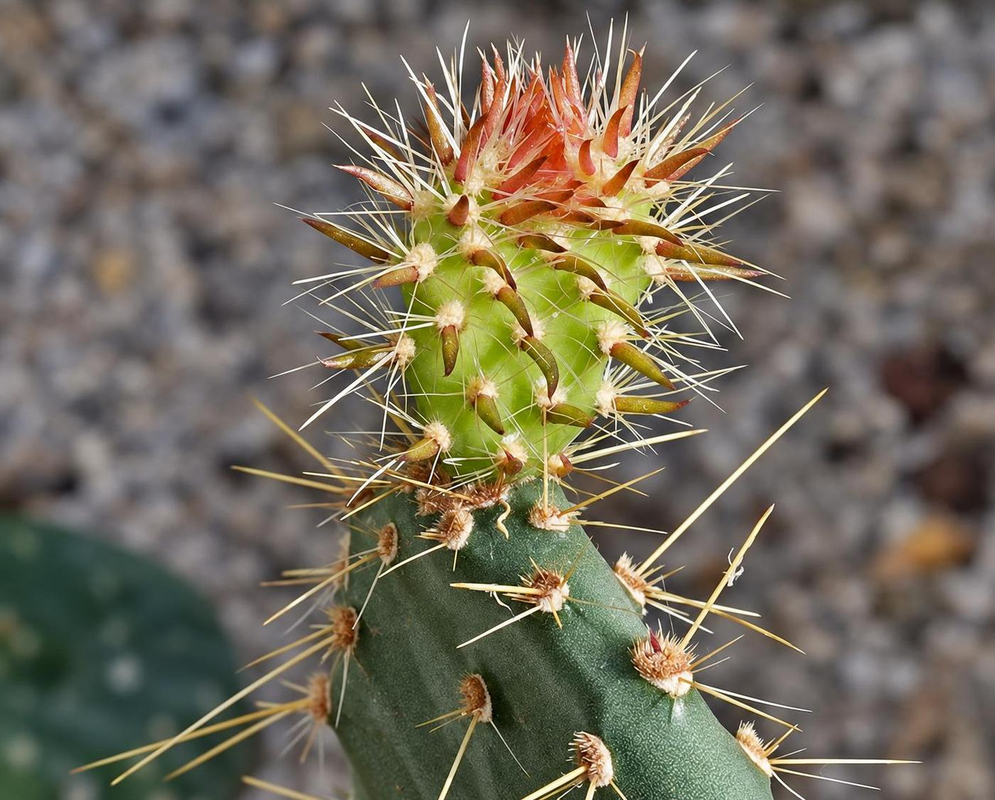 A green Opuntia galapageia stem segment supports a densely spiny new growth tipped with reddish structures