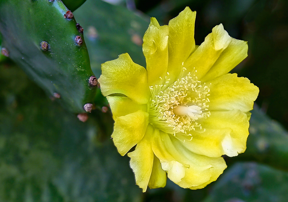 Bright yellow flower of a Opuntia monacantha