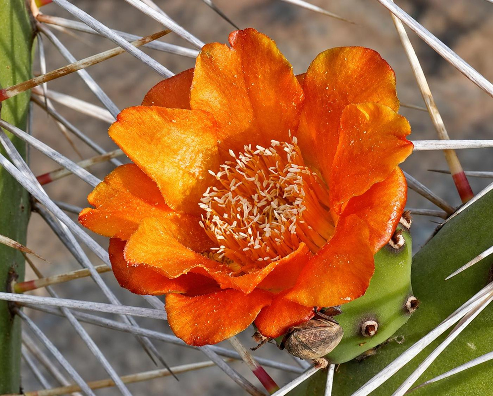 A vivid orange Opuntia quitensis flower opens beside long pale spines and a green cactus pad