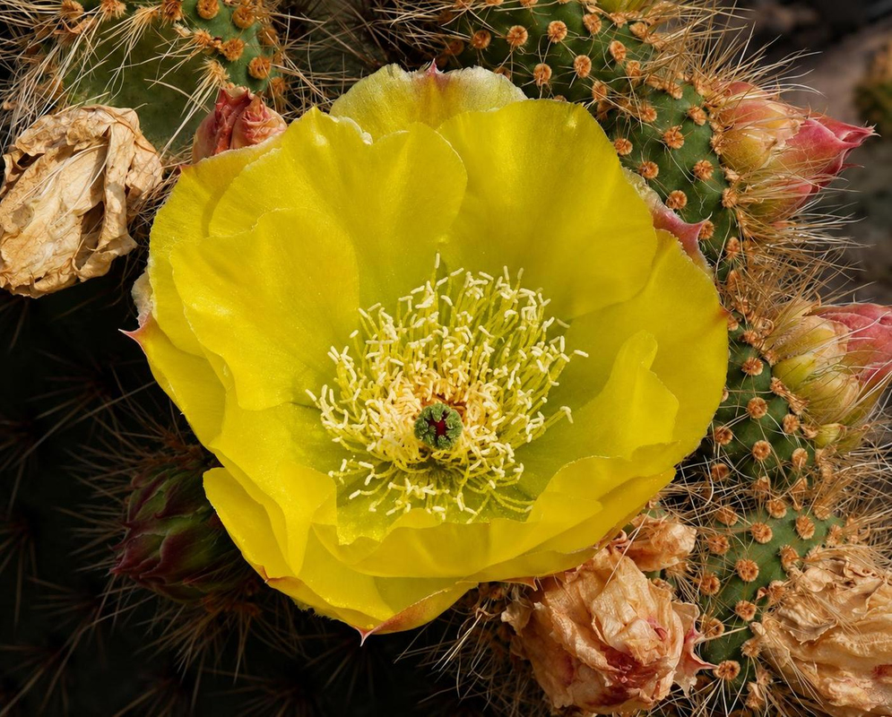 Opuntia rufida Flower Details Opuntia rufida has a yellow cactus flower beside dry bloom