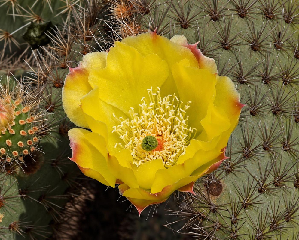 Opuntia rufida Flower Details Opuntia rufida has a yellow cactus flower on rounded pad