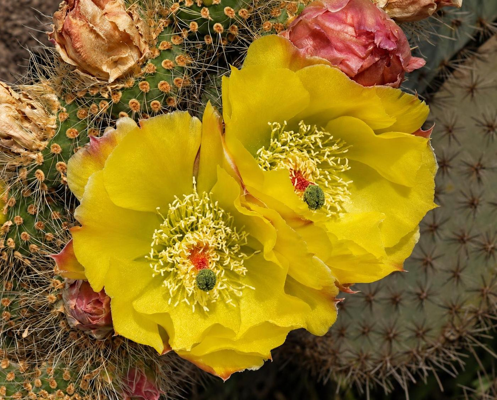 Opuntia rufida Flower Details Opuntia rufida has a yellow cactus flower pair on rounded pad