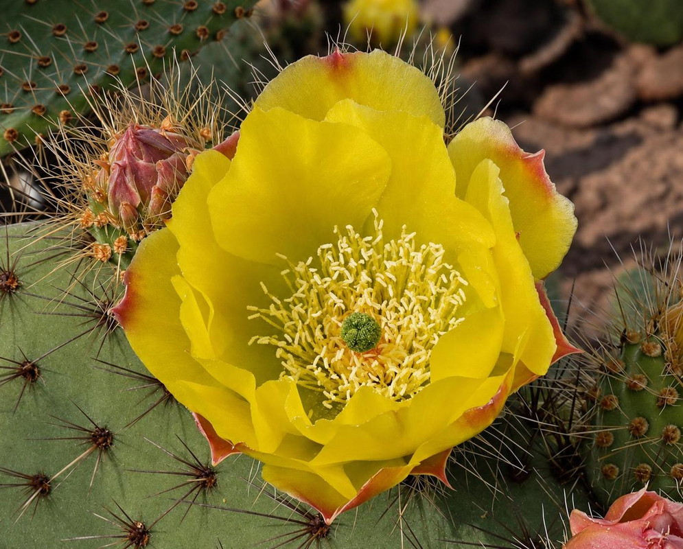 Opuntia rufida Flower Details Opuntia rufida has a yellow cactus flower with orange petal edges