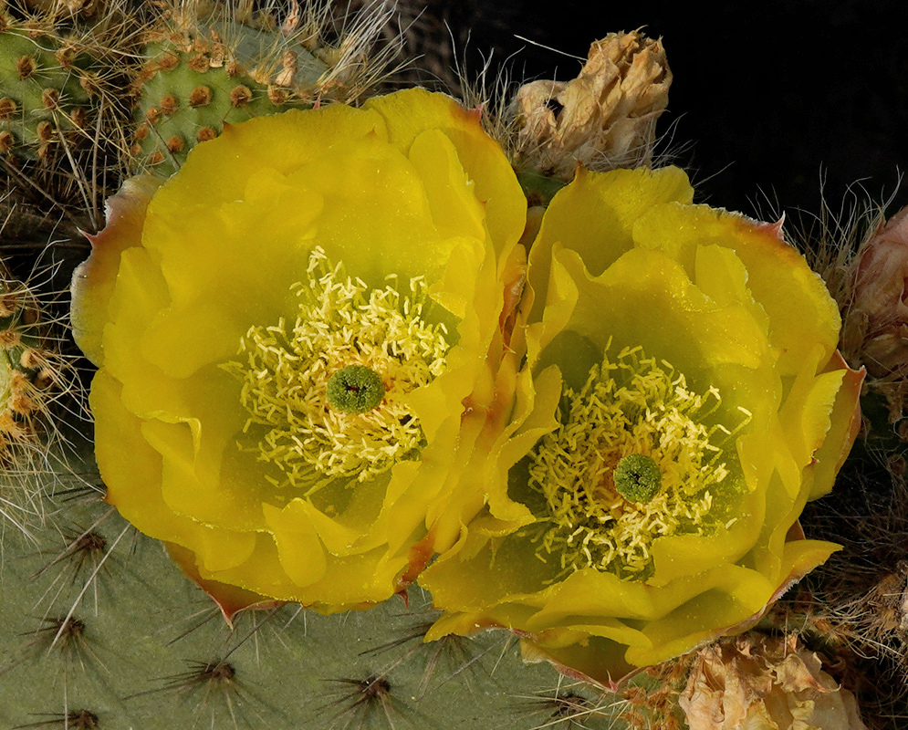 Two broad yellow Opuntia rufida flowers open above green pads covered with reddish-brown bristle clusters