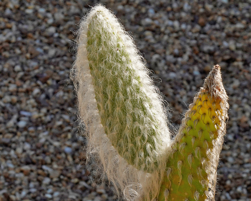 An upright Opuntia Snow pad is densely covered in fine white hair-like spines beside a younger green segment