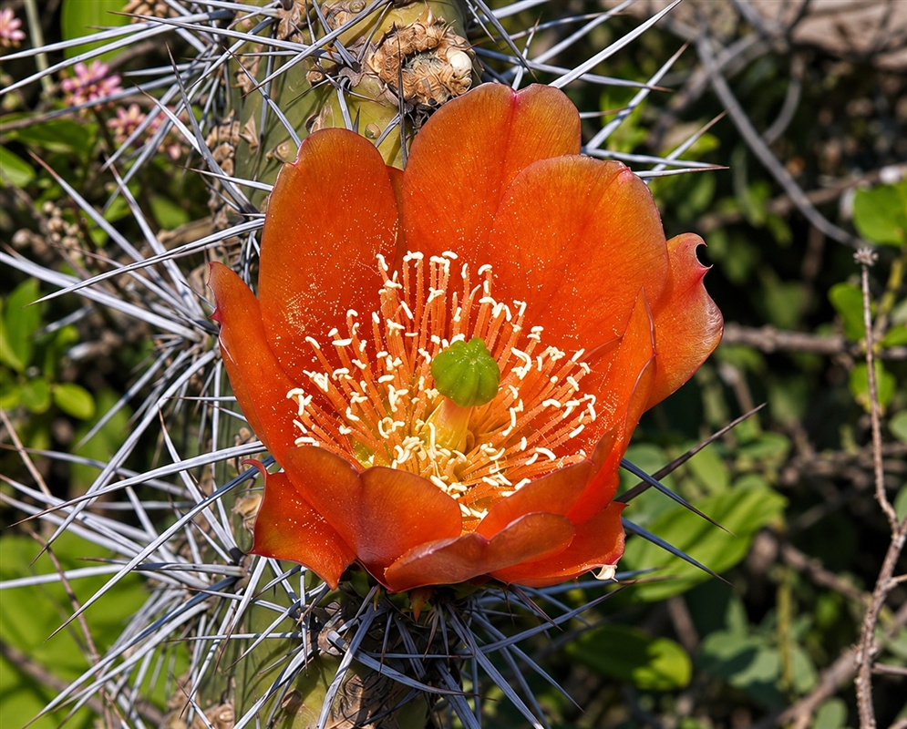 Opuntia soederstromiana has an orange cactus flower among crossing spines
