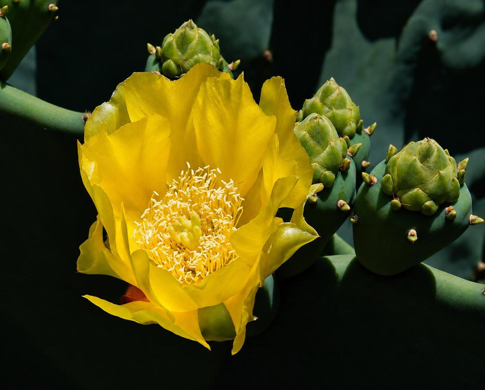 Opuntia stricta Flower Details Opuntia stricta has a yellow cactus flower and green buds