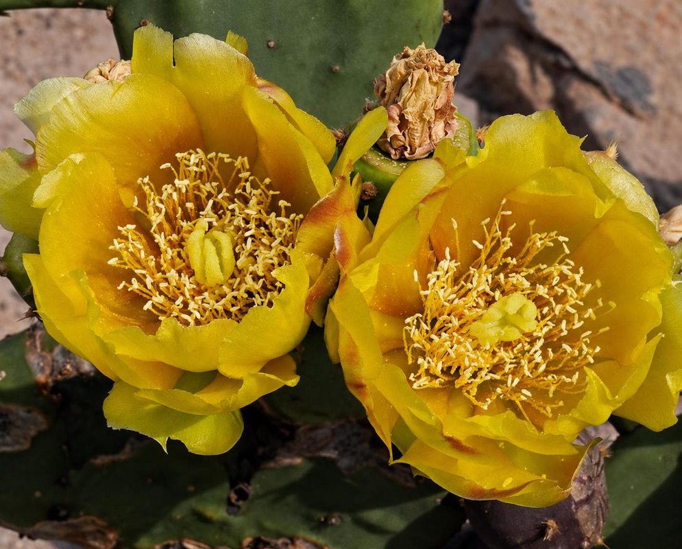 Opuntia stricta Flower Details Opuntia stricta has a yellow cactus flower pair with orange centers