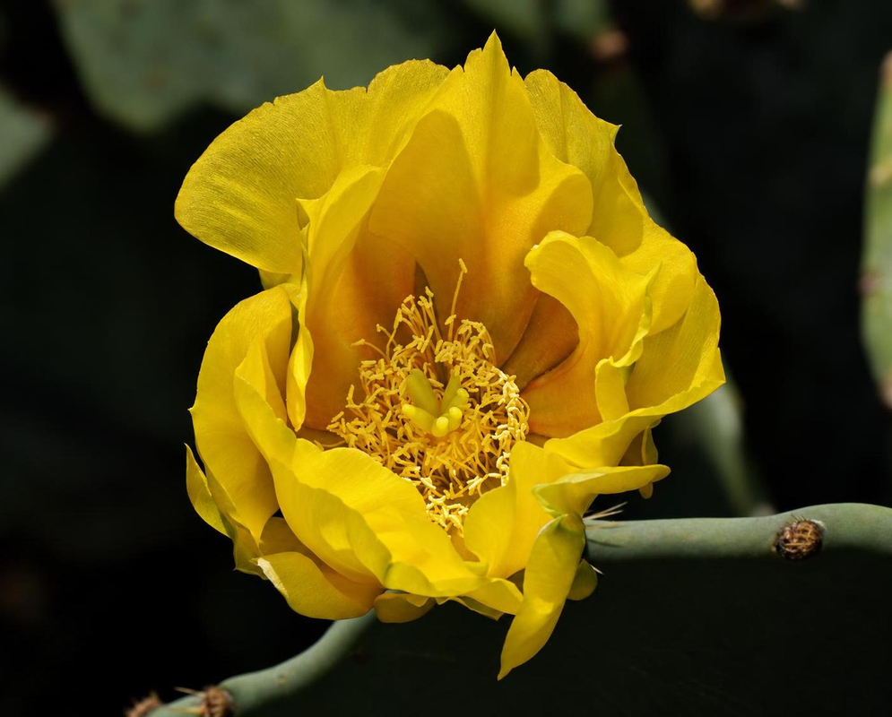Opuntia stricta Flower Details Opuntia stricta has a yellow cactus flower with folded petals