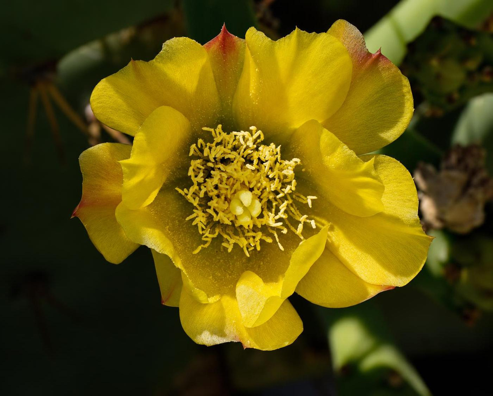 Opuntia stricta Flower Details Opuntia stricta has a yellow cactus flower with red petal tips