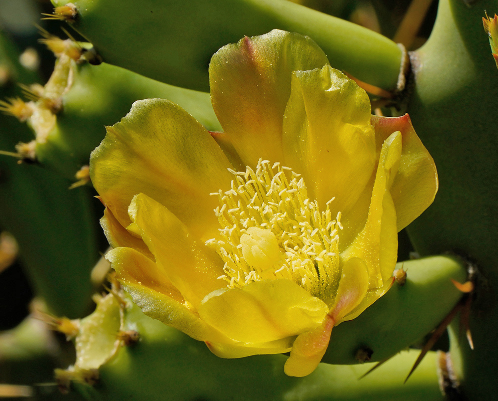 A yellow Opuntia stricta flower opens with overlapping petals and pale stamens beside thick green pads