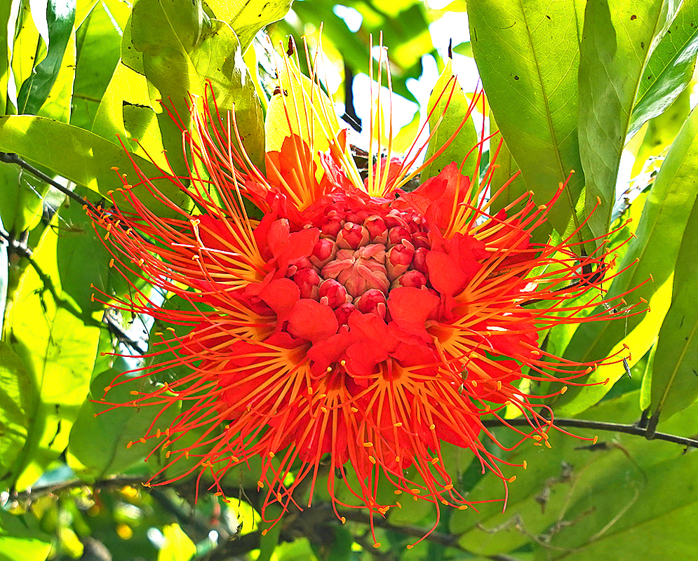A beautiful grouping of orange Brownea macrophylla flowers with long stamens