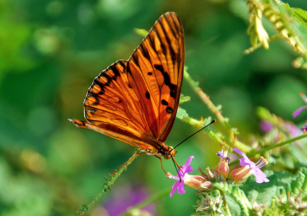 An orange and black butterfly sipping from a Melochia tomentosa flower