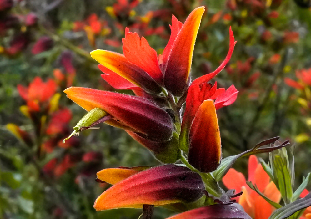 Orange Castilleja fissifolia flowers in sunlight