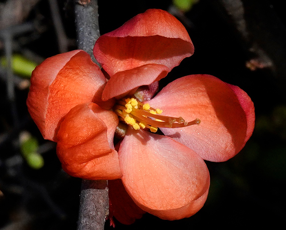 A close-up of an orange Chaenomeles speciosa flower in bloom, with curved petals and bright yellow stamens emerging from its center