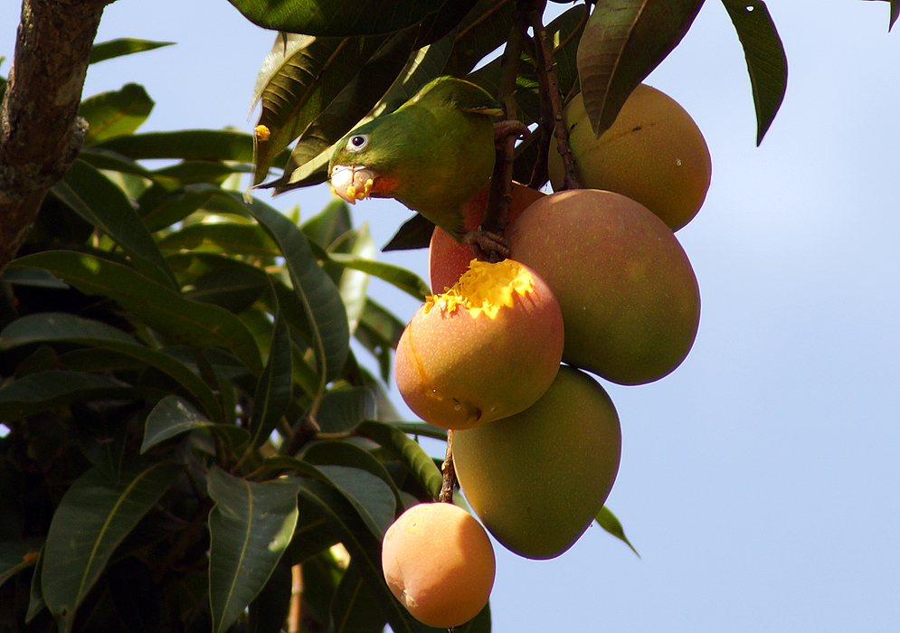 Brotogeris jugularis (Orange-chinned Parakeet) eating mangoes
