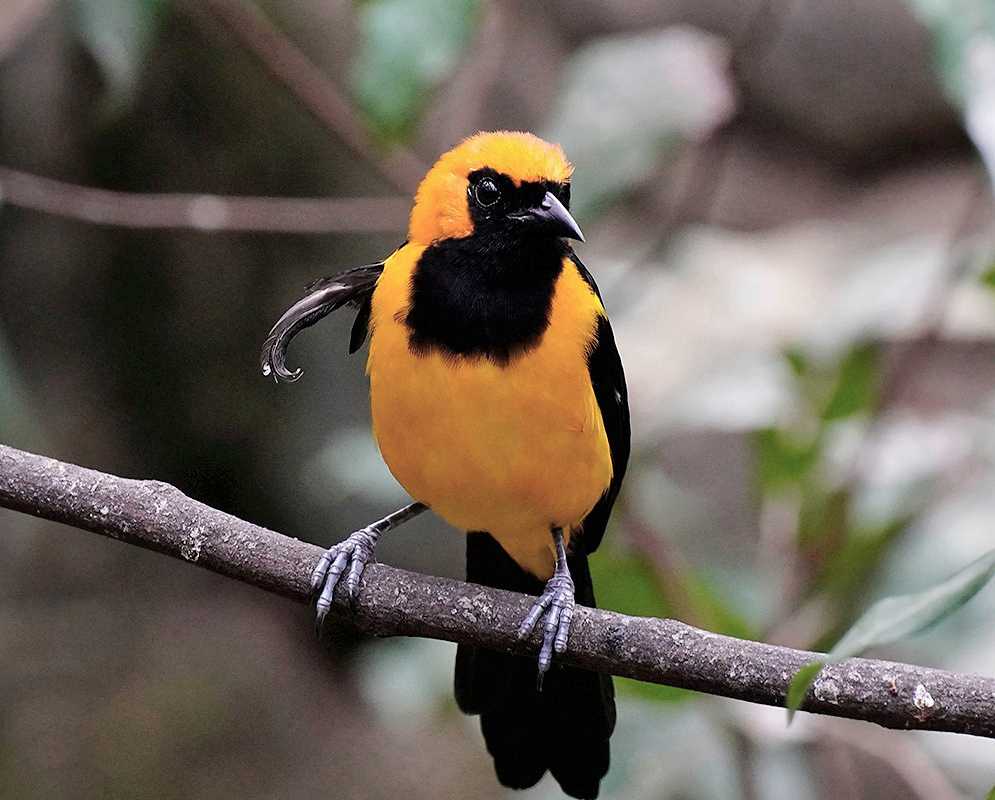Icterus auricapillus Feeding An Icterus auricapillus feeding with its bill, head, and plumage visible