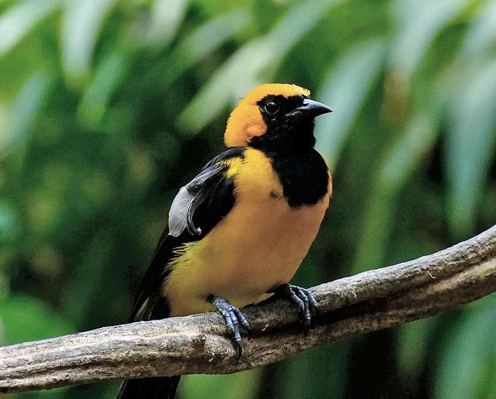Icterus auricapillus Orange Crowned Oriole An Icterus auricapillus shown as the orange crowned oriole in a clear view with its characteristic plumage visible