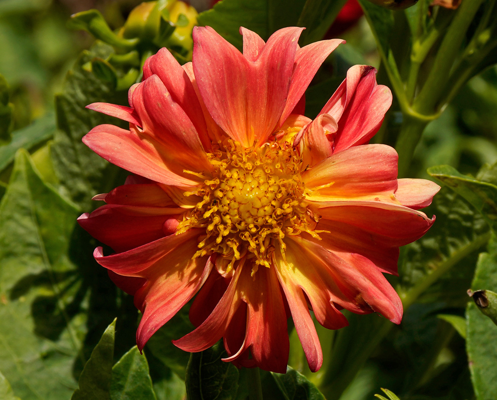 Dahlia pinnata Orange Blossom A striking Dahlia pinnata flower in shades of orange and red with yellow at its core, surrounded by lush green foliage